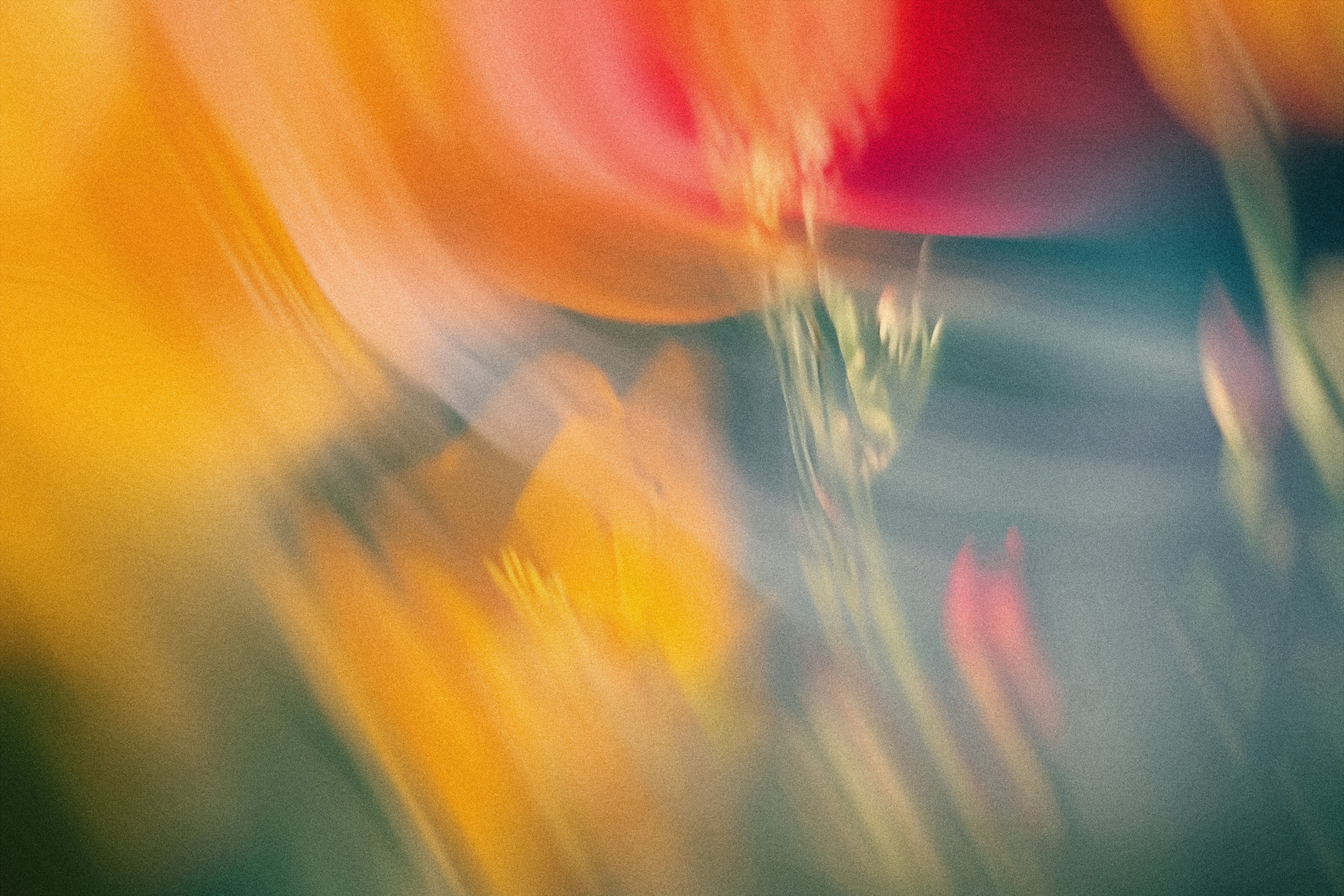 Seasonal Flower Guide: What to Buy in Spring